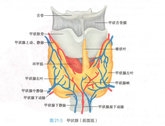 甲状腺（人体最大的内分泌腺）