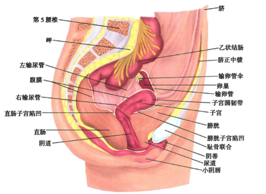 阴道（女性生殖器官）