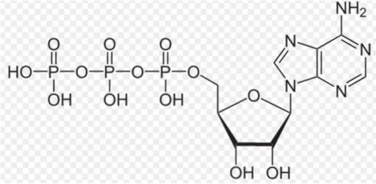 腺嘌呤核苷三磷酸