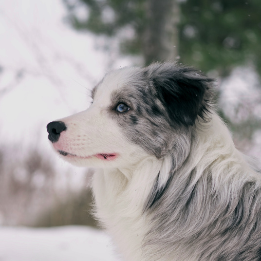 边境牧羊犬（一种牧羊犬）