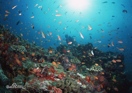 海底（海洋的深水下面）