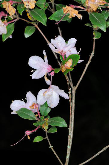 马银花（植物）