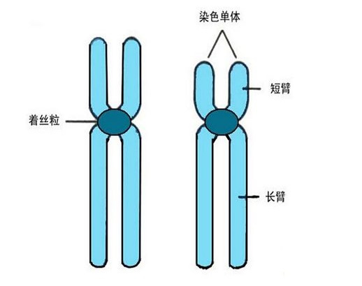 超雌女性