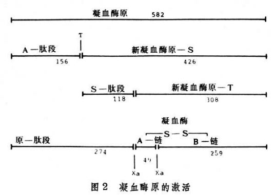 凝血因子Ⅷ