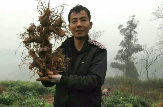 黄精种植技术