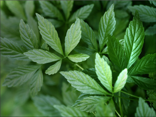 绞股蓝（葫芦科绞股蓝属植物）