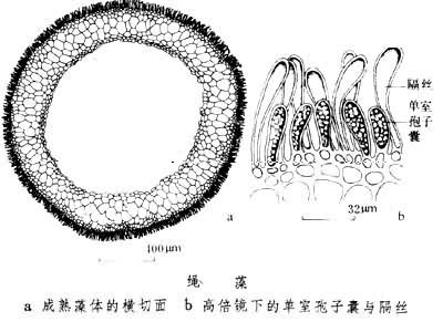 绳藻（绳藻科绳藻属原生生物）