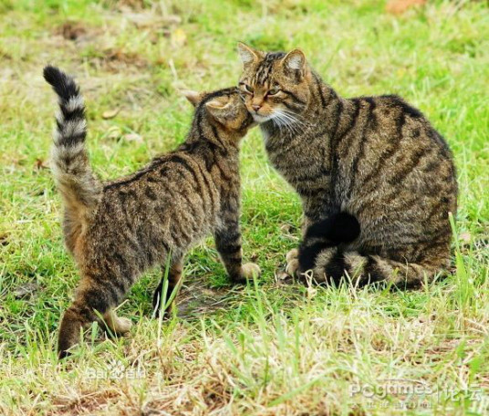 草原斑猫