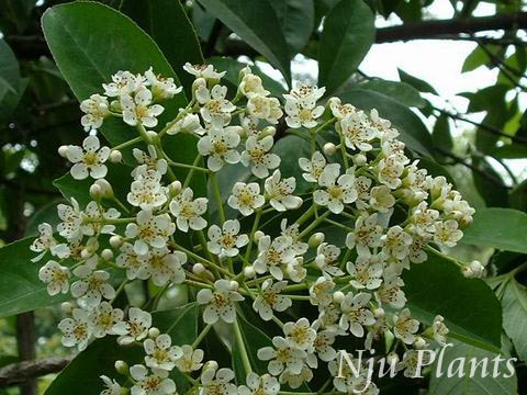 水生花（植物）