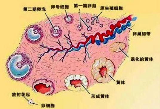 卵泡监测