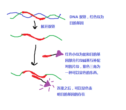 DNA探针