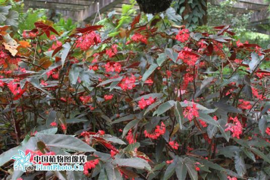 紫叶（植物界品种）