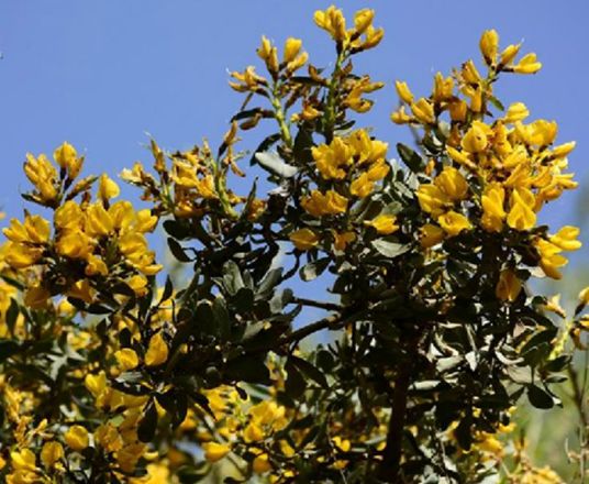 沙冬青（豆科沙冬青属植物）