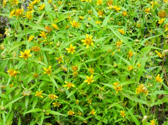 柳叶鬼针草（一年生草本植物）