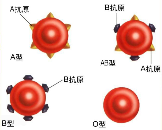 ABO血型鉴定