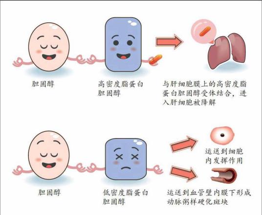 胆固醇代谢