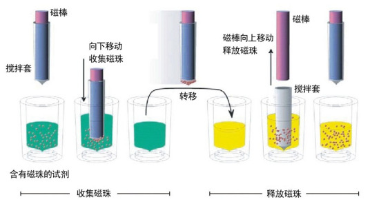 磁珠法核酸提取