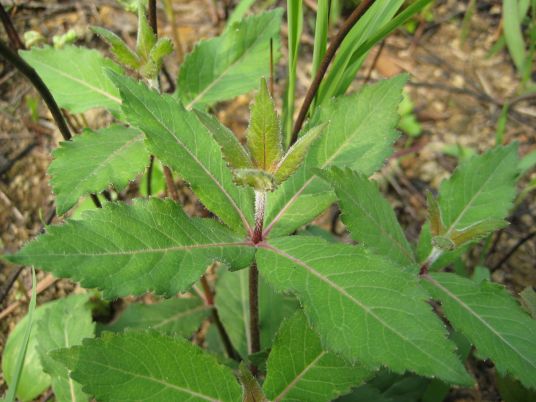 百步穿杨（石竹科金铁锁属植物）