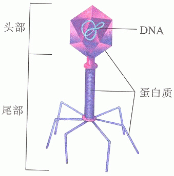 T2噬菌体