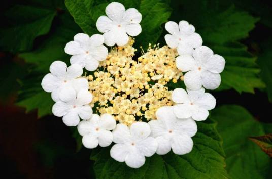 烟花（植物）