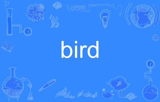 bird（英语单词）