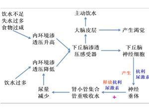 细胞外液渗透压增高