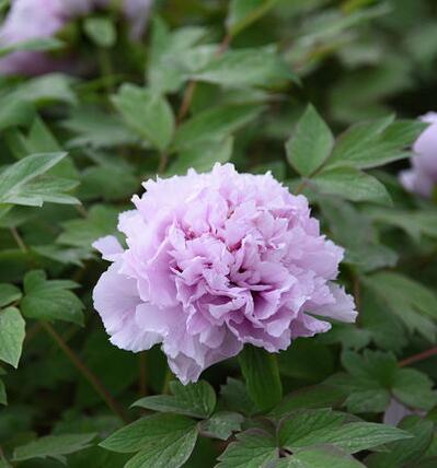 蓝色多瑙河（山茶属植物）