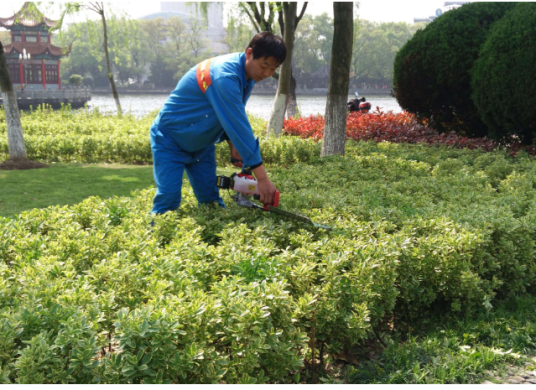 园林植物养护（为使园林植物生长良好，提高观赏效果而采取的技术措施）