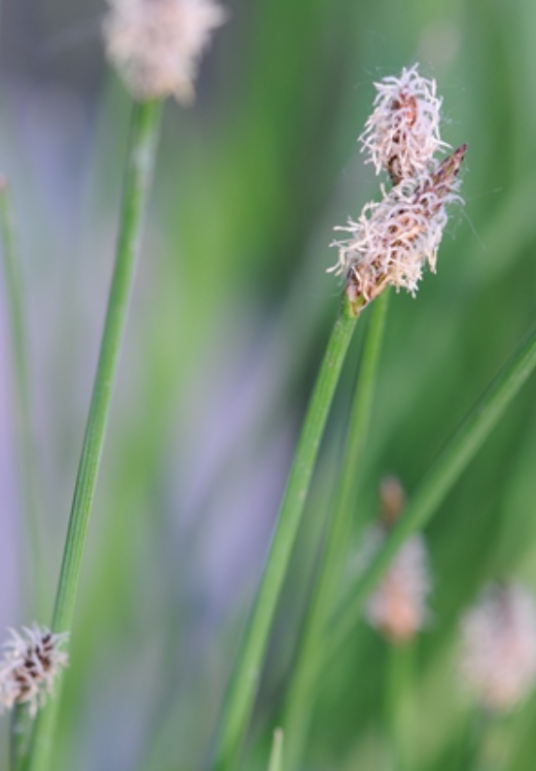 荸荠属