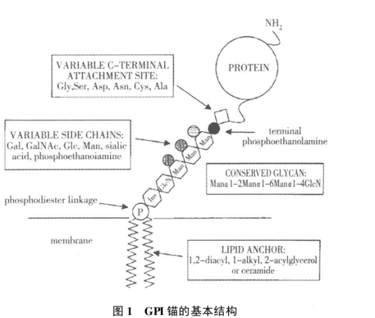 糖基磷脂酰肌醇