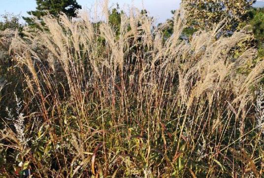 芒（禾本科芒属植物）