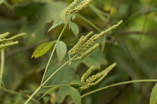 野拔子（唇形科香薷属植物）