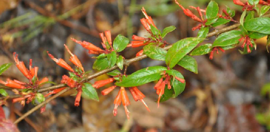 虾子花（中药材）