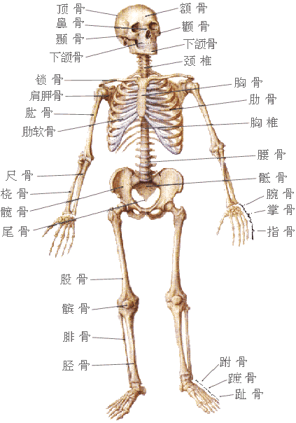 骨（动物肢体中坚硬的组织部分）