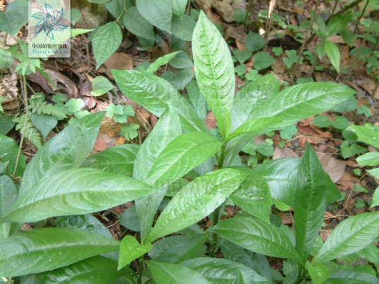 火油草（中药材）