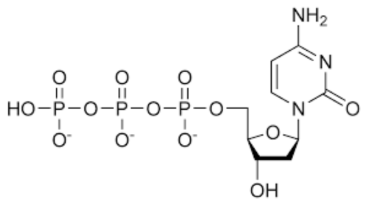 CTP（胞嘧啶核苷三磷酸）