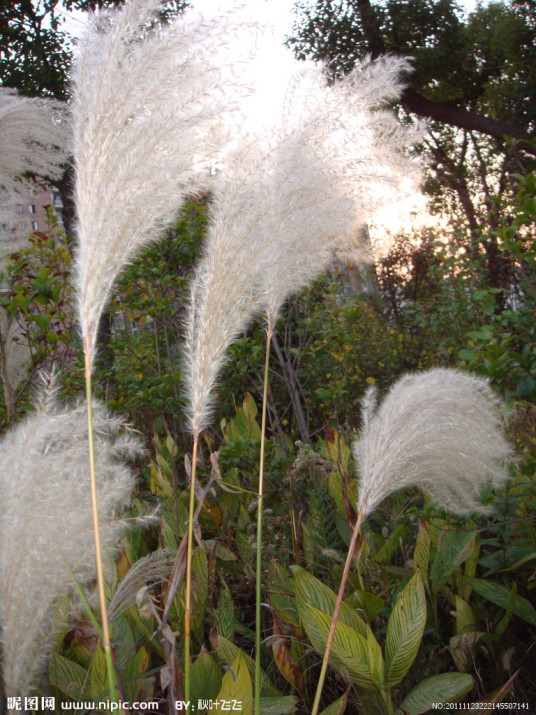 芦花（词语）