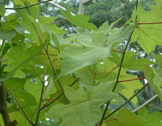 八角枫根（中药）