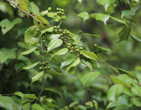 乌药（樟科山胡椒属植物）