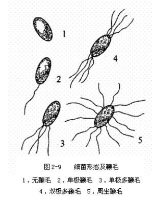 厚壁菌门