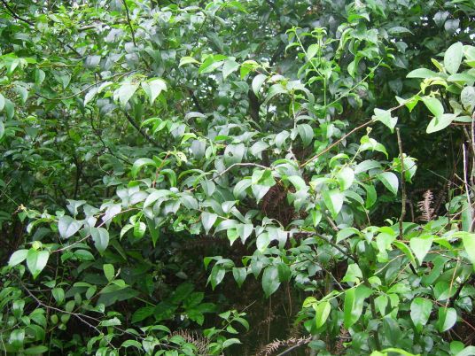 金包银（冬青科植物）