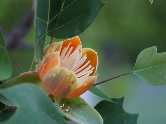 鹅掌楸（木兰科鹅掌楸属植物）