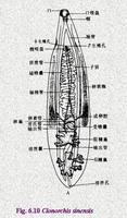 吸虫纲