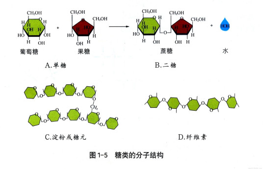 糖类（人体细胞组织）