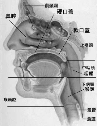 鼻孔