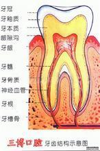 牙体病