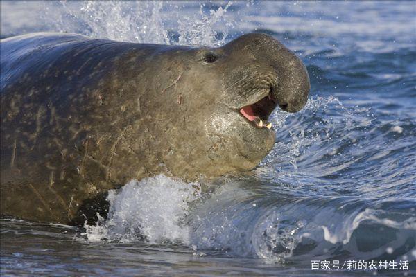 象海豹能够在水下闭气70分钟，它是怎么做到的？