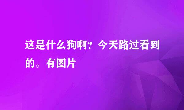 这是什么狗啊？今天路过看到的。有图片