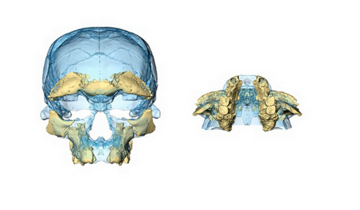 摩洛哥现智人化石是迄今多少年的人类？