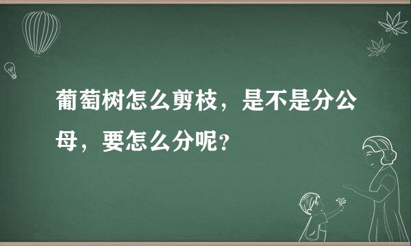 葡萄树怎么剪枝，是不是分公母，要怎么分呢？